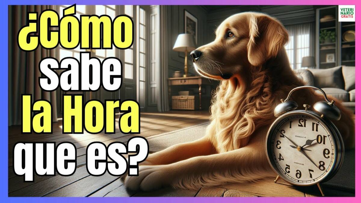 ¿COMO SABEN LOS PERROS LA HORA QUE ES? ¿TIENEN NOCIÓN DE TIEMPO?