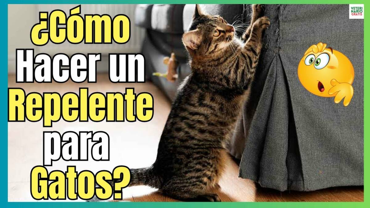 ¿COMO HACER UN REPELENTE NATURAL PARA GATOS?