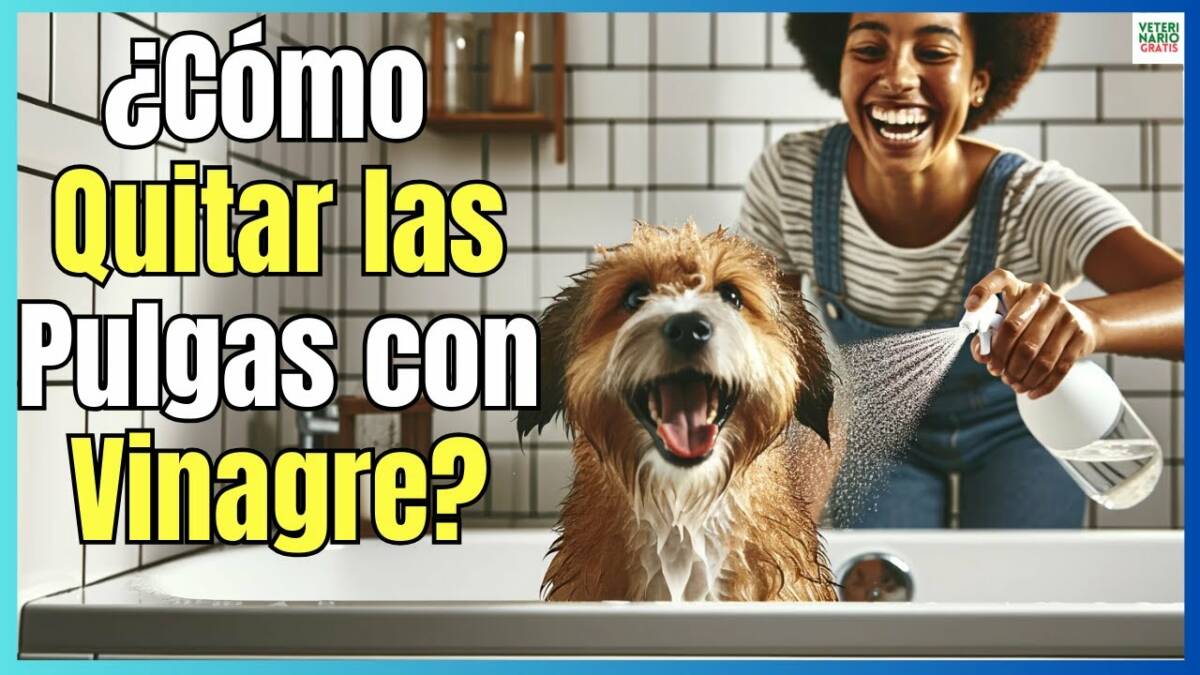 ¿COMO QUITAR LAS PULGAS DE MI PERRO CON VINAGRE?