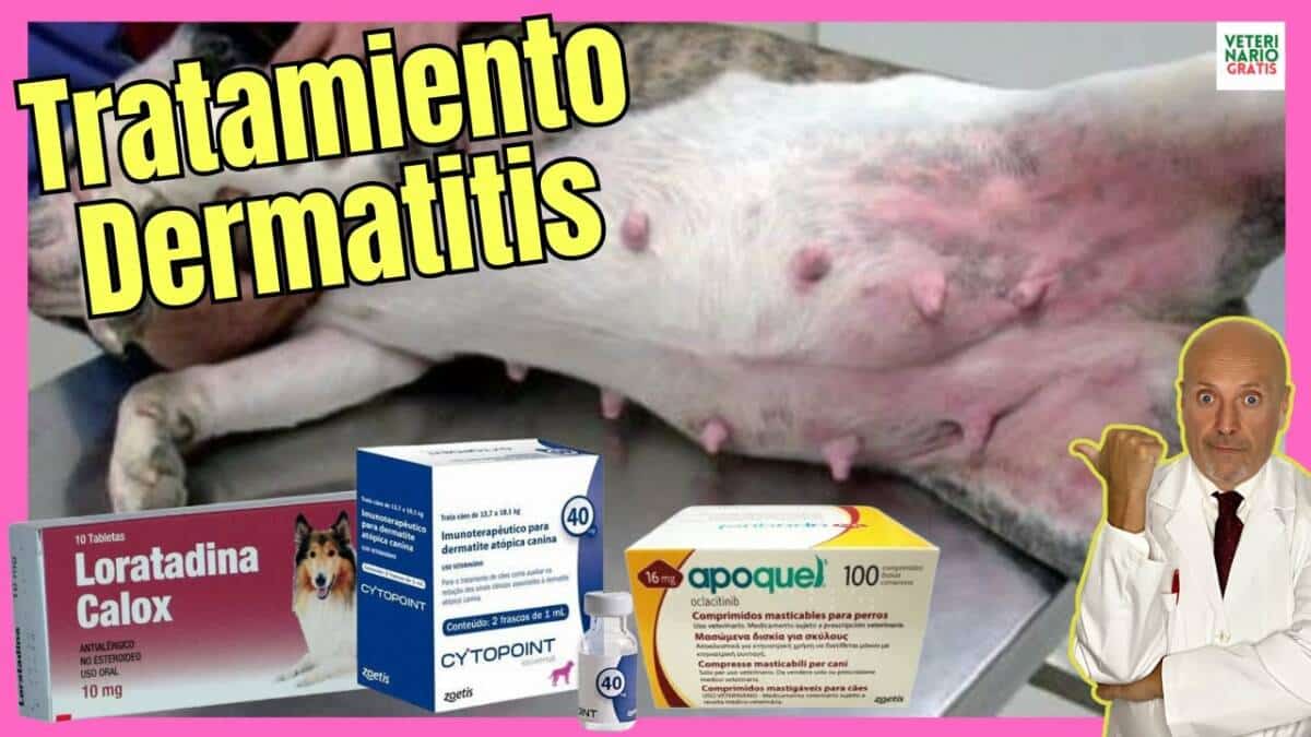 TRATAMIENTO PARA LA DERMATITIS EN PERROS APOQUEL CYTOPOINT LORATADINA