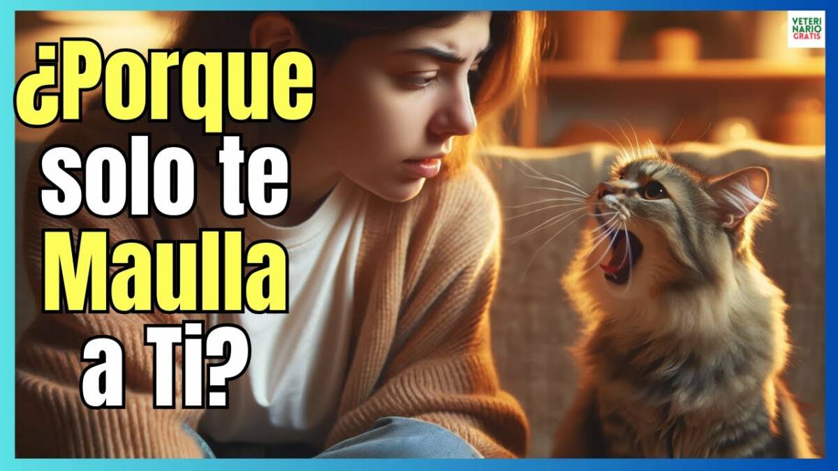 ¿PORQUE TU GATO SOLO TE MAULLA A TI?