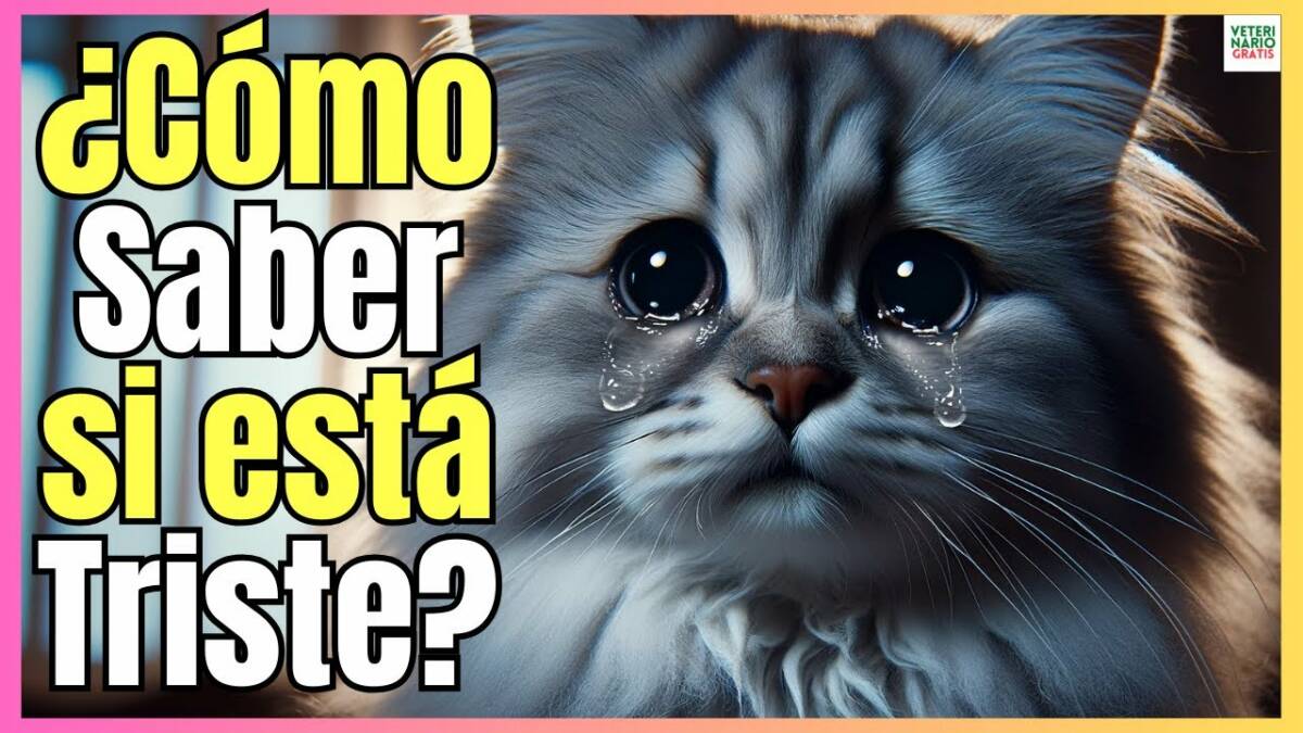 ¿COMO SABER SI MI GATO ESTA TRISTE?