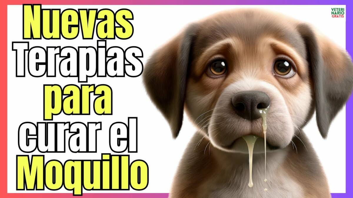 ¿COMO CURAR EL MOQUILLO EN LOS PERROS CON NUEVAS TERAPIAS?