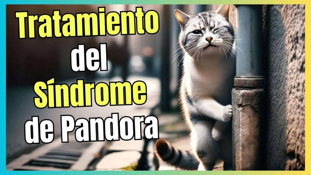 Tratamiento de síndrome de pandora en gatos