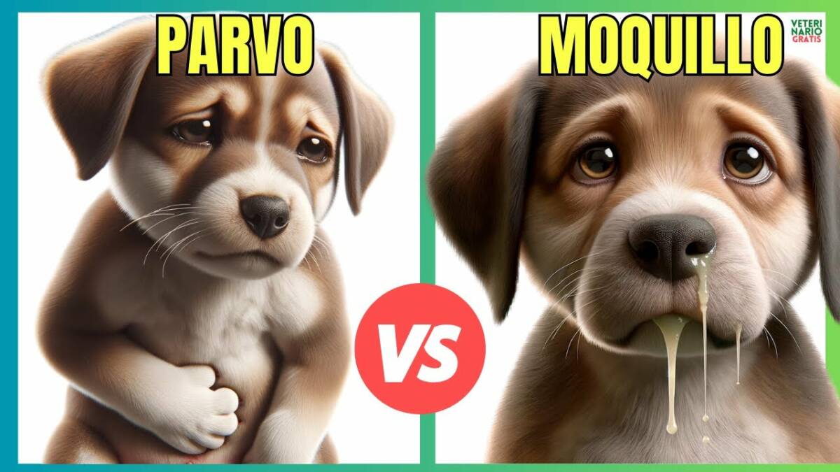 ¿QUE ES PEOR EL MOQUILLO O EL PARVOVIRUS EN PERROS? SÍNTOMAS Y TRATAMIENTO