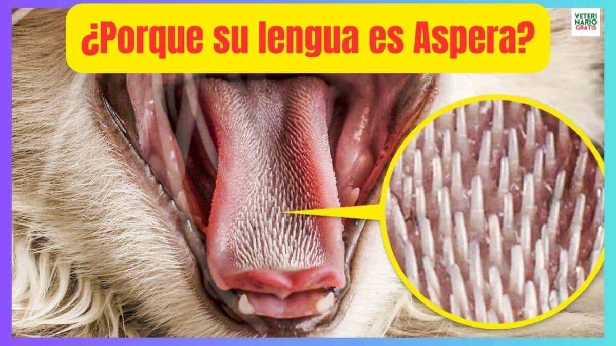 ¿Porque los gatos tienen la lengua aspera?