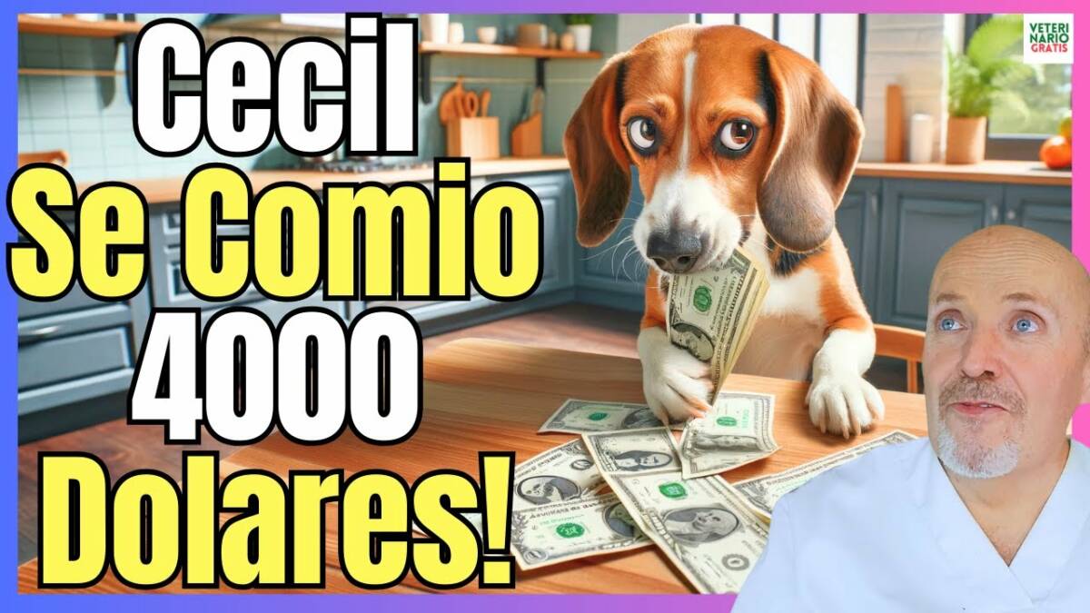 ¿CUANTO TARDA UN PERRO EN EXPULSAR UN CUERPO EXTRAÑO? LA HISTORIA DE CECIL