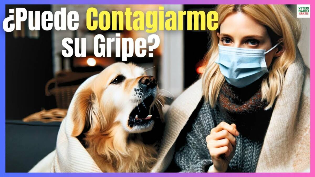 ¿LA GRIPE EN PERROS PUEDE CONTAGIARSE A HUMANOS?