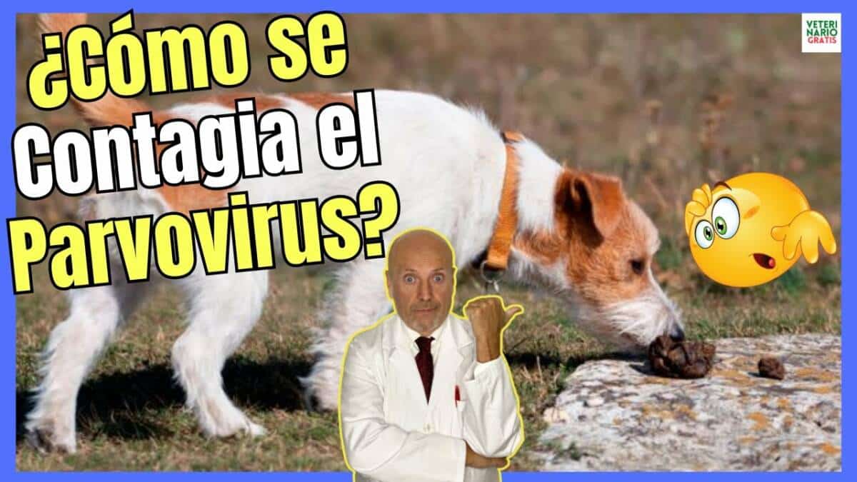 ¿CÓMO SE CONTAGIA EL PARVOVIRUS EN PERROS?