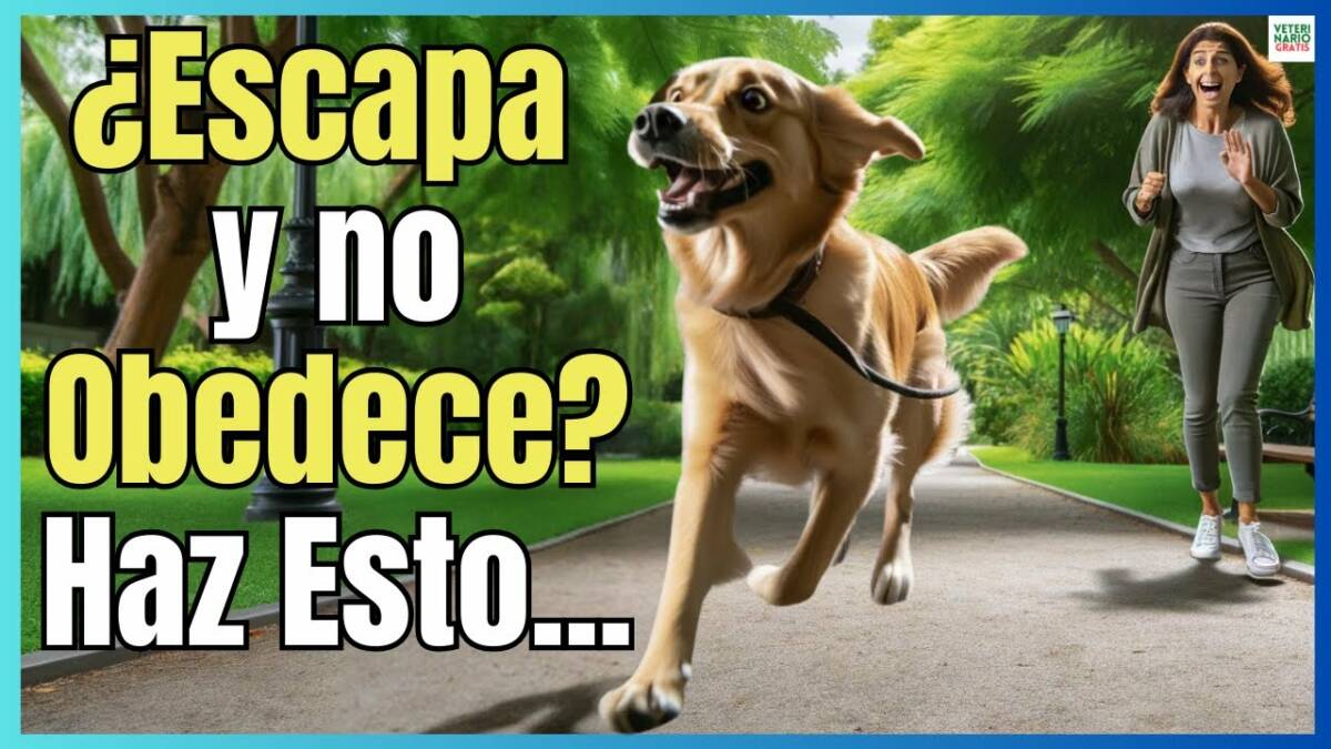 ¿PORQUE MI PERRO SE ESCAPA Y NO OBEDECE?