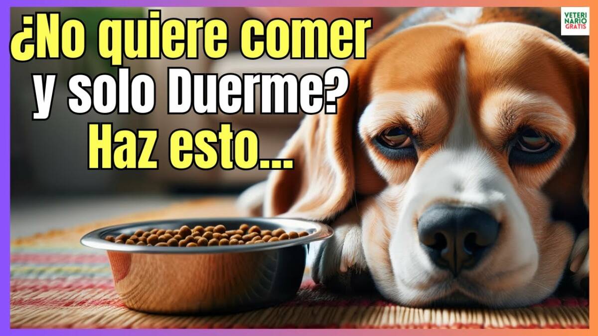 ¿PORQUE MI PERRO NO QUIERE COMER Y SOLO QUIERE DORMIR?