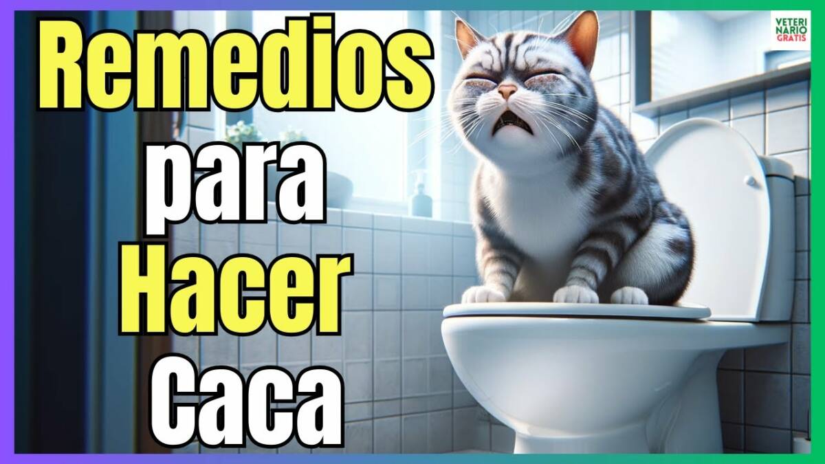 Mi gato no puede hacer caca remedios caseros para el estreñimiento en gatos