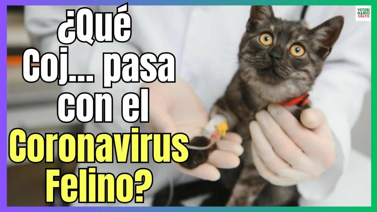 ¿QUÉ ESTÁ PASANDO CON EL CORONAVIRUS DE LOS GATOS?