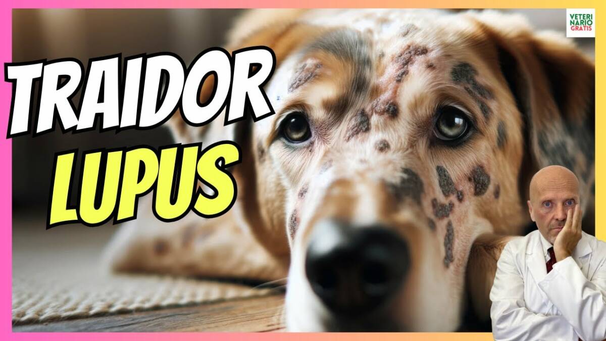 LUPUS, LA ENFERMEDAD MÁS TRAIDORA EN LOS PERROS