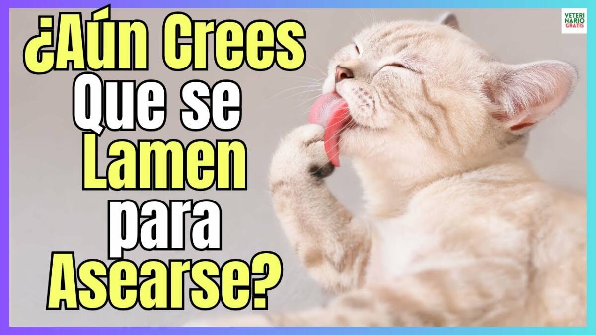 ¿PORQUE SE LAMEN LOS GATOS DE VERDAD?