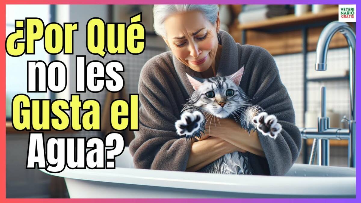 3 CURIOSAS RAZONES POR LAS QUE A LOS GATOS NO LES GUSTA EL AGUA