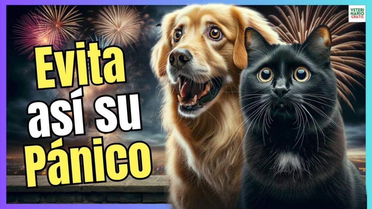 Cómo calmar a perros o gatos asustados por la