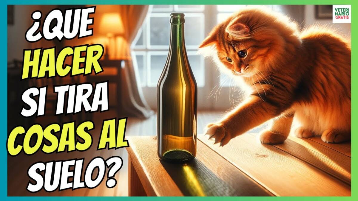 ¿QUÉ HACER CUANDO LOS GATOS TIRAN COSAS AL SUELO?