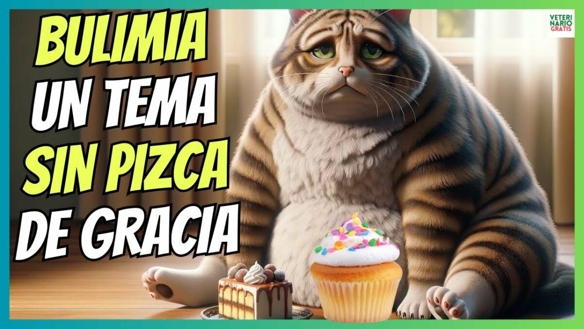 BULIMIA, LA RAZÓN DE SER DE LOS GATOS GORDITOS