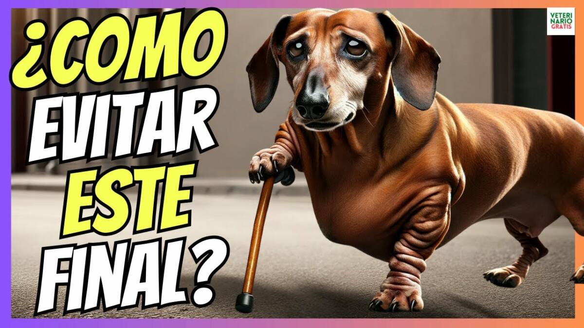 ¿CÓMO EVITAR LAS HERNIAS DISCALES EN PERROS SALCHICHA? SÍNTOMAS Y TRATAMIENTO