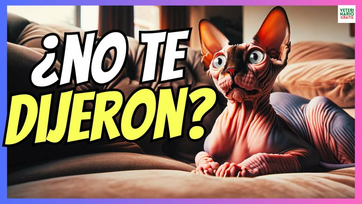 COSAS QUE NO TE DICEN DE TENER UN GATO ESFINGE SPHYNX O EGIPCIO