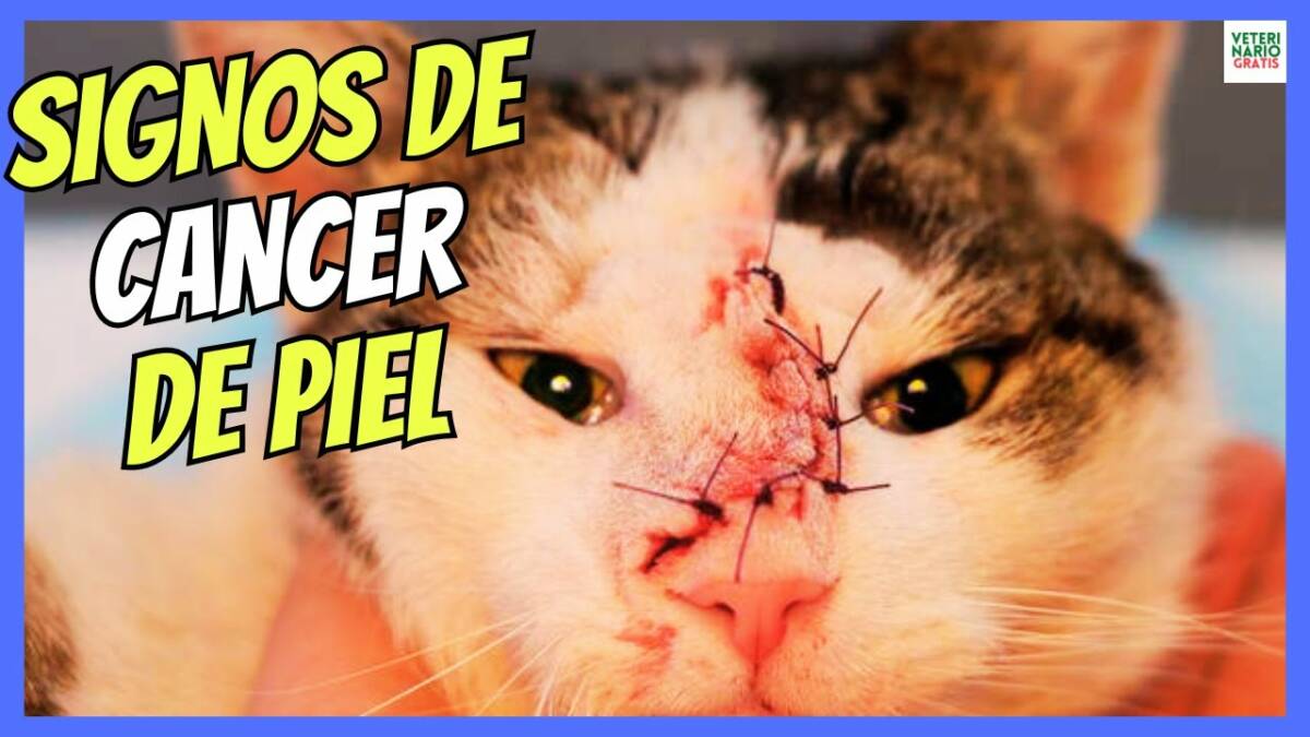 ¿COMO SABER SI MI GATO TIENE UN CÁNCER DE PIEL? SINTOMAS DEL CANCER DE PIEL EN GATOS