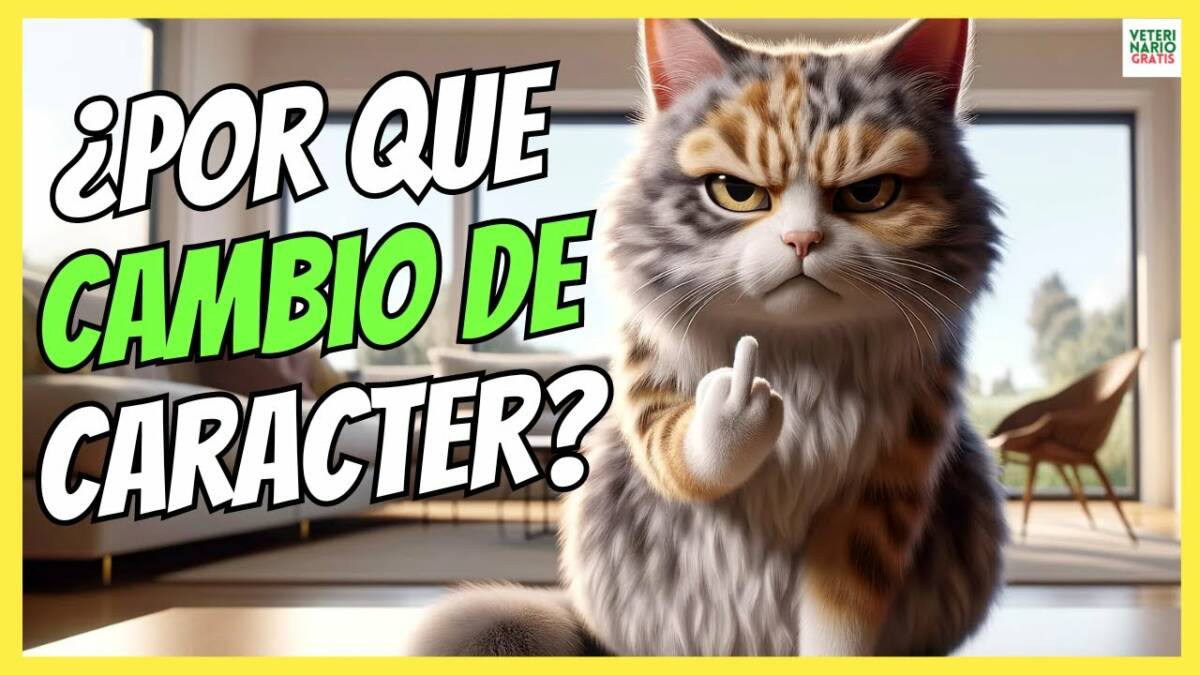 ¿PORQUE HA CAMBIADO EL CARÁCTER DE MI GATO?