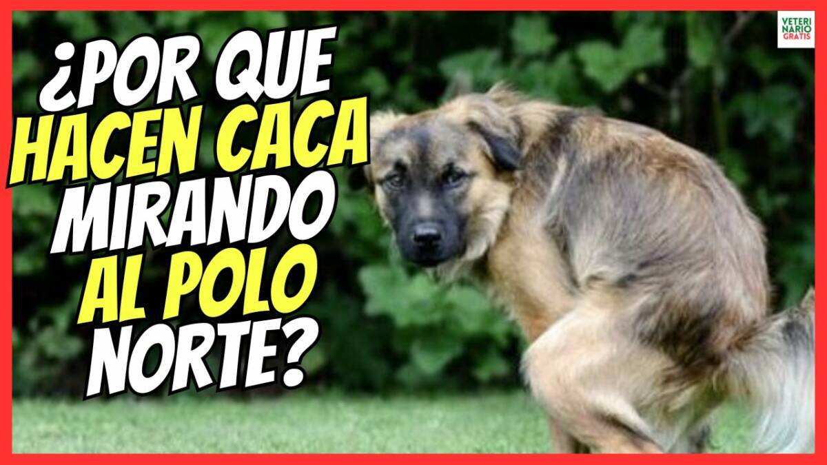 ¿PORQUE LOS PERROS DAN VUELTAS ANTES DE HACER CACA Y LUEGO DEFECAN EN EL EJE NORTE SUR?