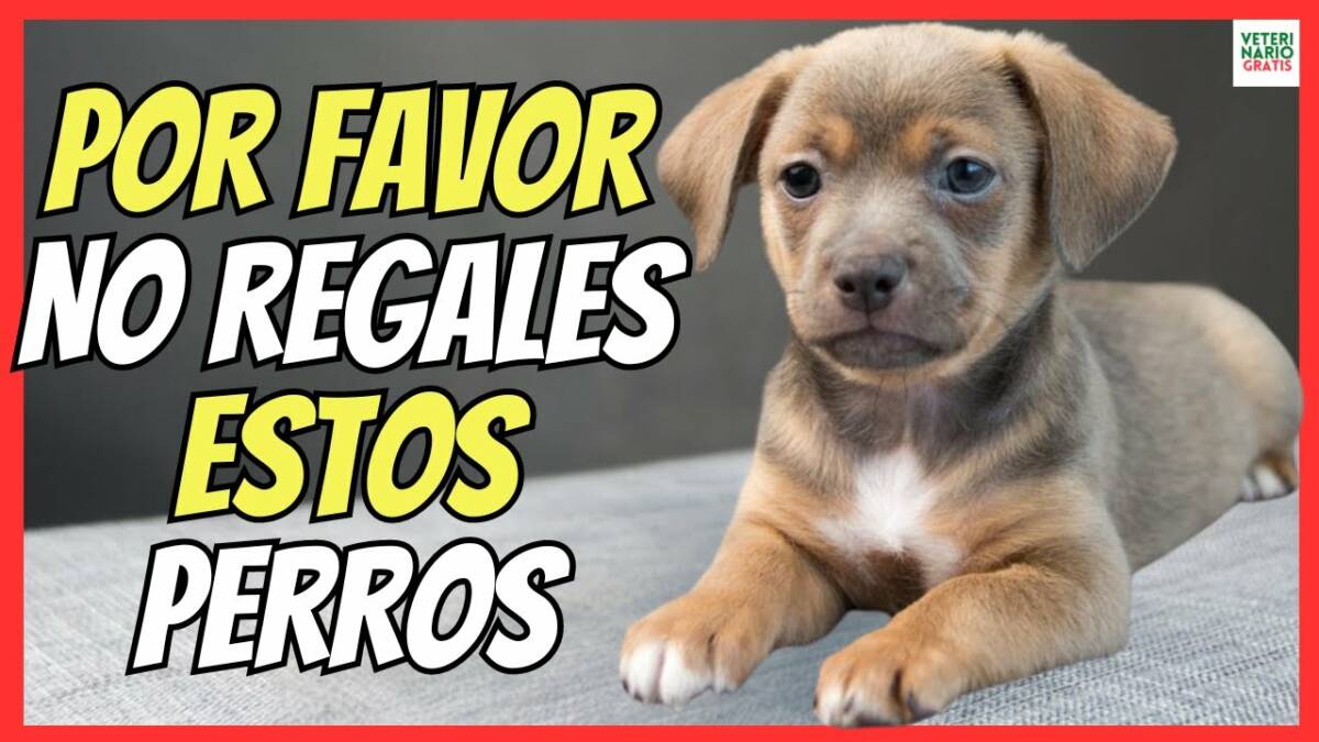 10 RAZAS DE PERROS HIBRIDOS PROBLEMÁTICOS POMSKY, MALTIPOO, CHIWEENIE, SCHNOODLE