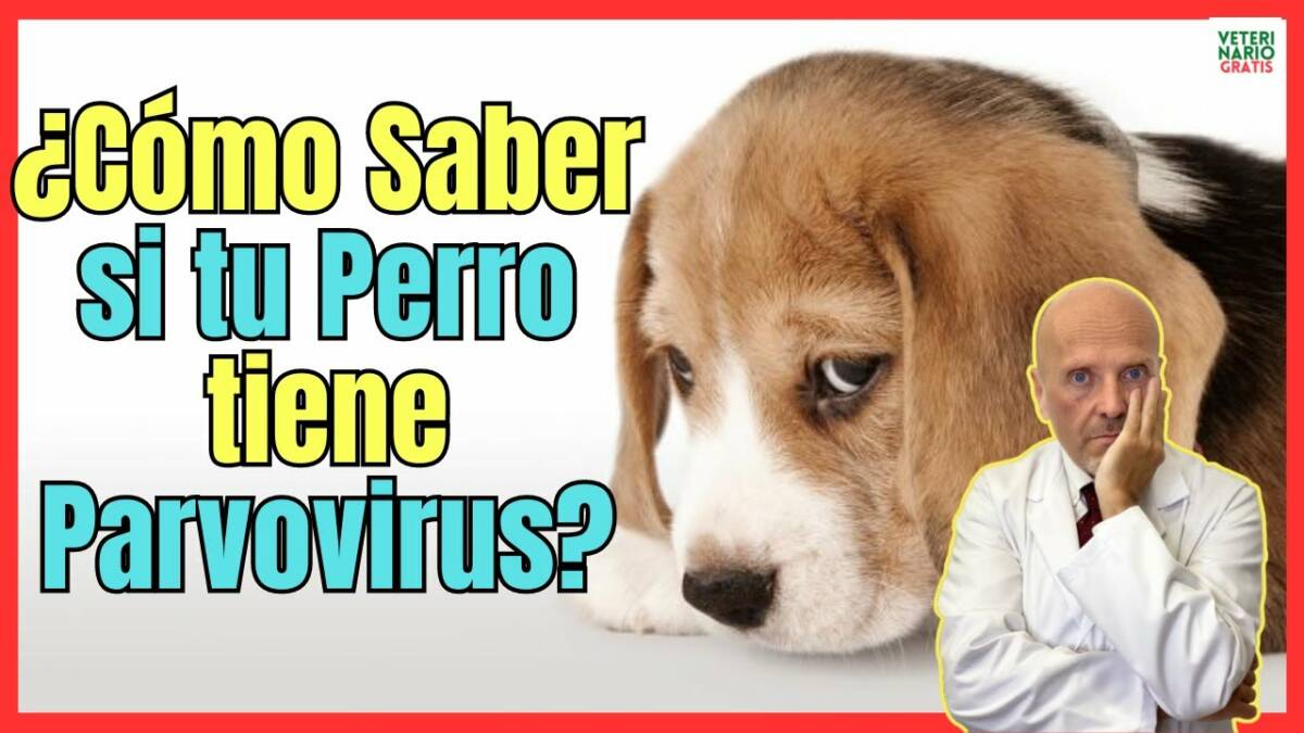 ¿COMO SABER SI MI PERRO TIENE PARVOVIRUS?