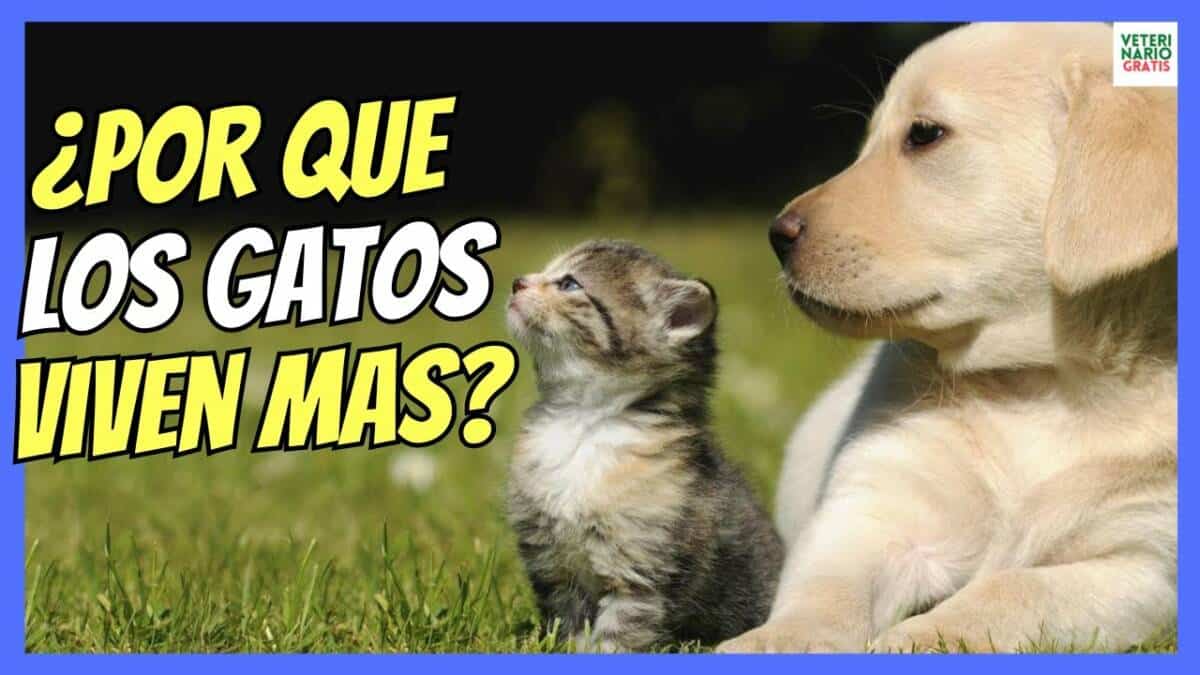 ¿Porque los gatos viven más que los perros?