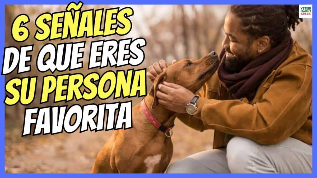 ¿COMO SABER SI SOY LA PERSONA FAVORITA DE MI PERRO? 6 SEÑALES CLARAS