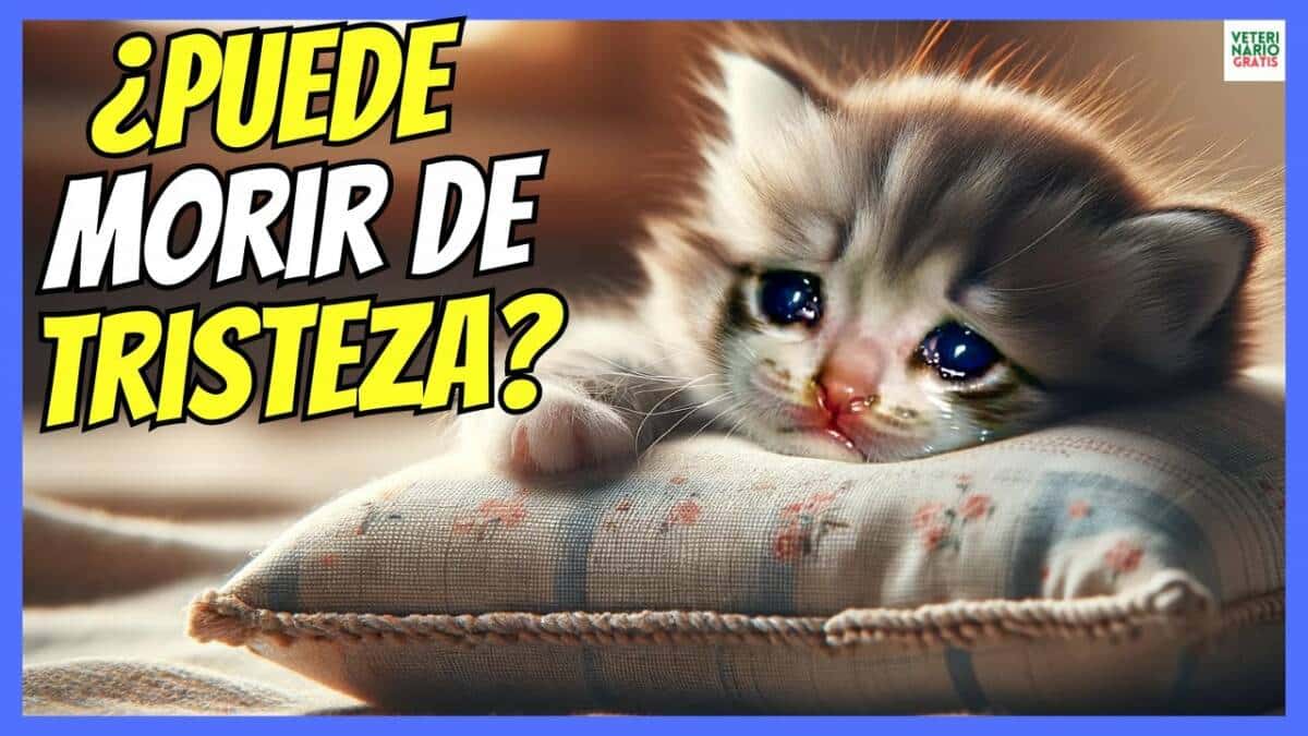 ¿SE PUEDE MORIR DE TRISTEZA UN GATO?