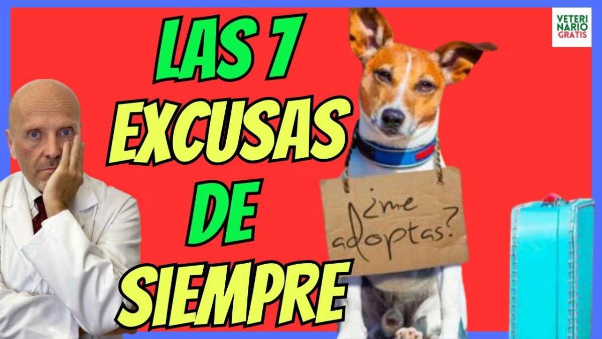 7 EXCUSAS PARA ABANDONAR A UN PERRO