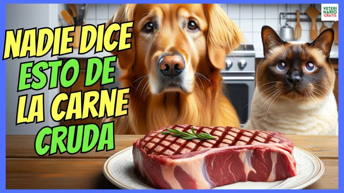 LA RAZÓN OCULTA POR LA QUE NO ES BUENA LA CARNE CRUDA PARA PERROS Y GATOS