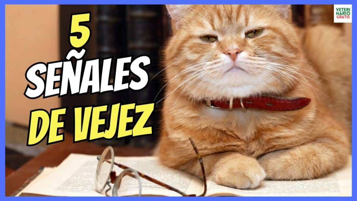 ¿COMO SABER SI UN GATO ESTÁ YA EN SU VEJEZ?