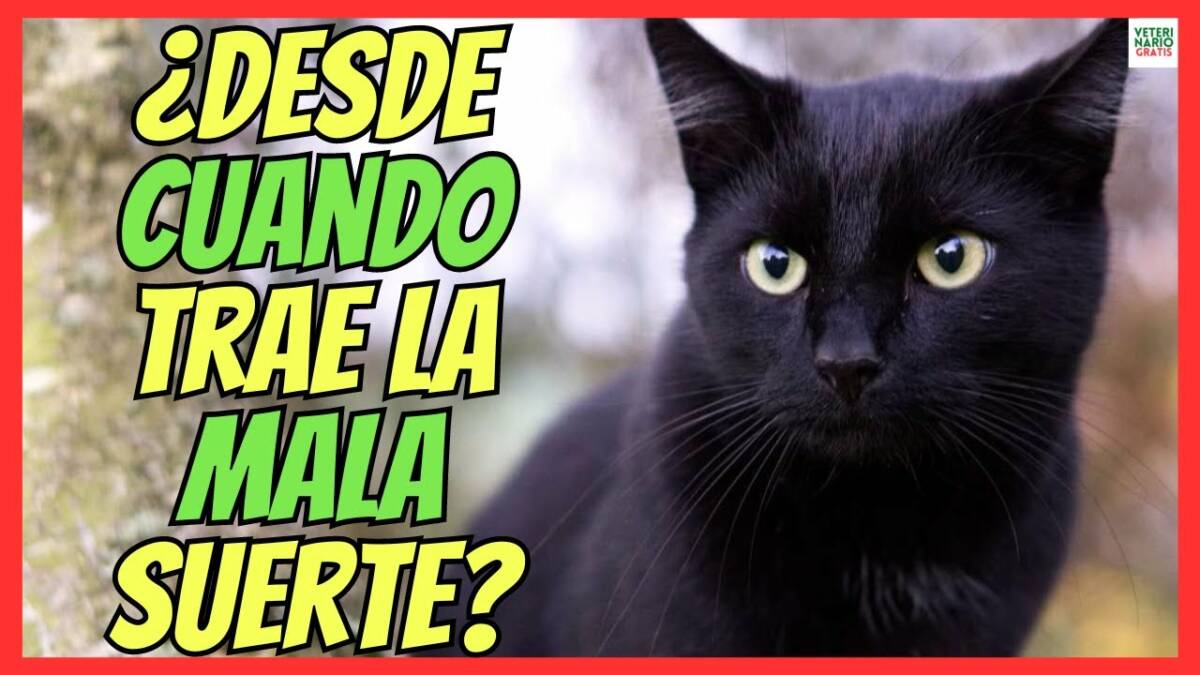 El día en que se dio al gato negro su significado diabólico