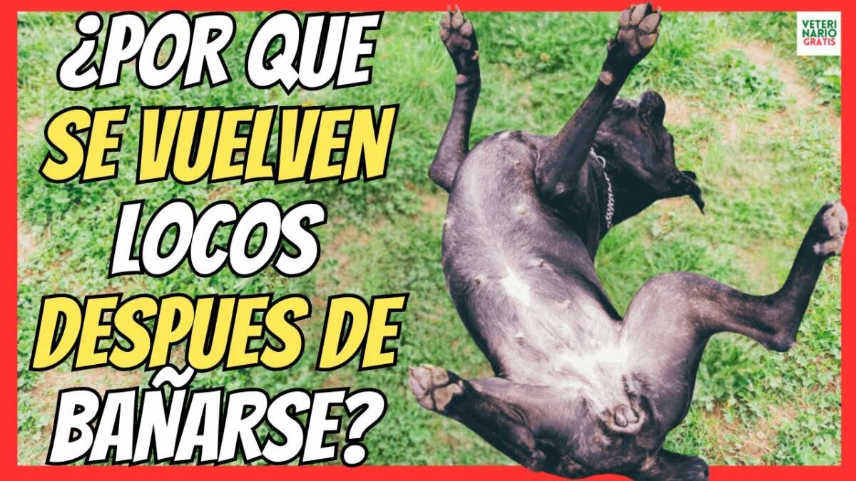 ¿PORQUE LOS PERROS SE VUELVEN LOCOS DESPUÉS DE BAÑARLOS?