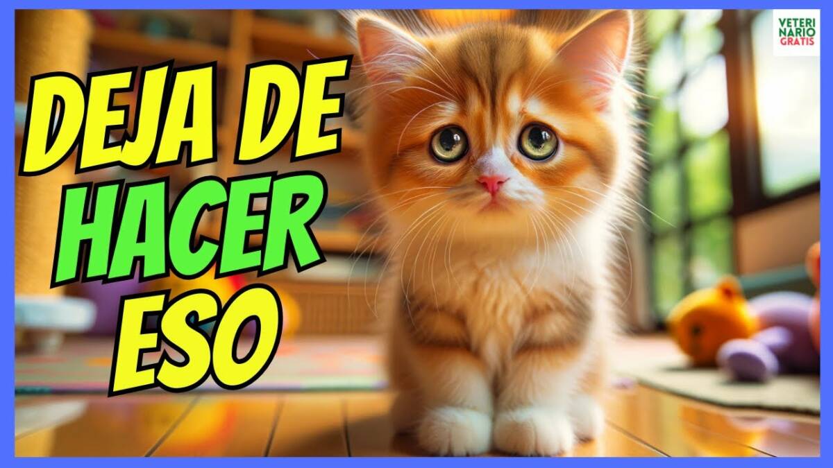 ESTAS SON LAS 10 COSAS QUE TU GATO QUIERE QUE DEJES DE HACER