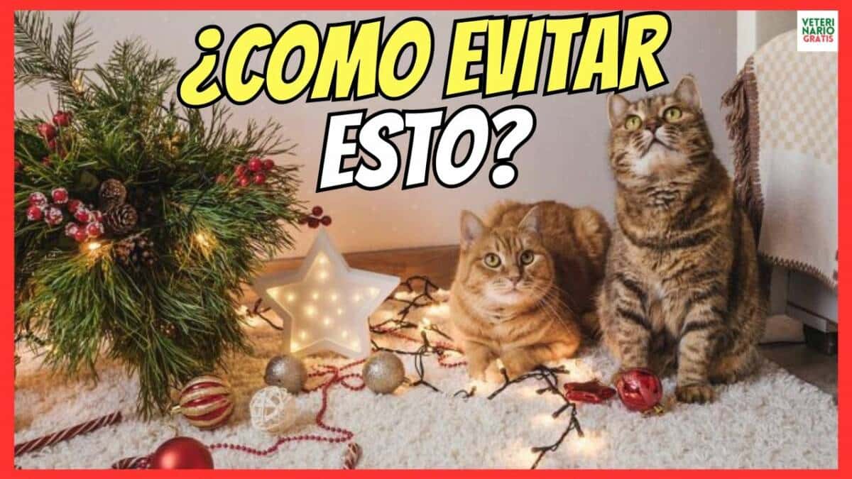 ¿COMO EVITAR QUE MI GATO SE SUBA AL ARBÓL DE NAVIDAD? ¿HAY ALGÚN REPELENTE PARA GATOS EFECTIVO?