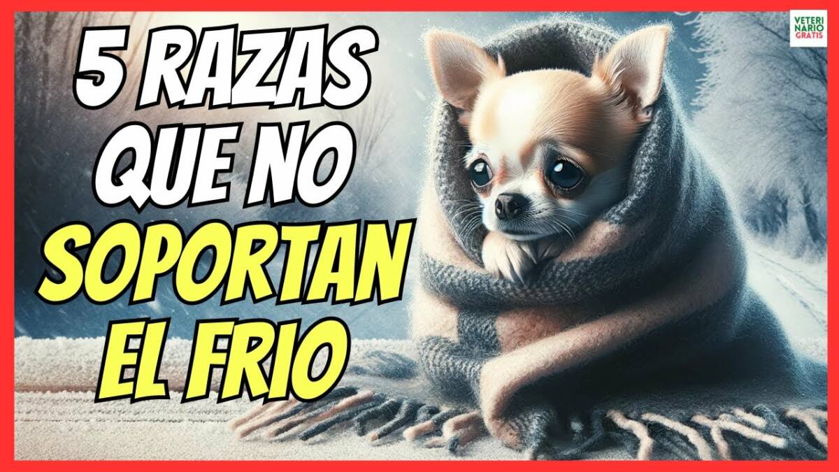 5 RAZAS DE PERROS QUE NO SOPORTAN EL FRÍO