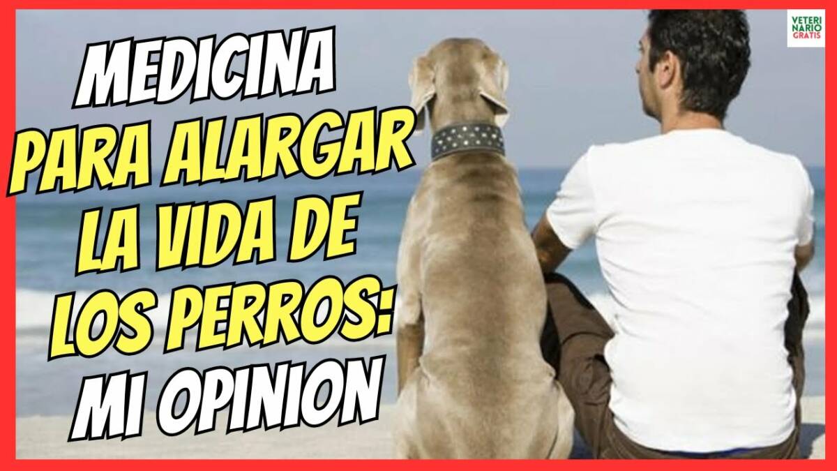 MI OPINIÓN SOBRE EL MEDICAMENTO USA, PARA ALARGAR LA VIDA DE LOS PERROS