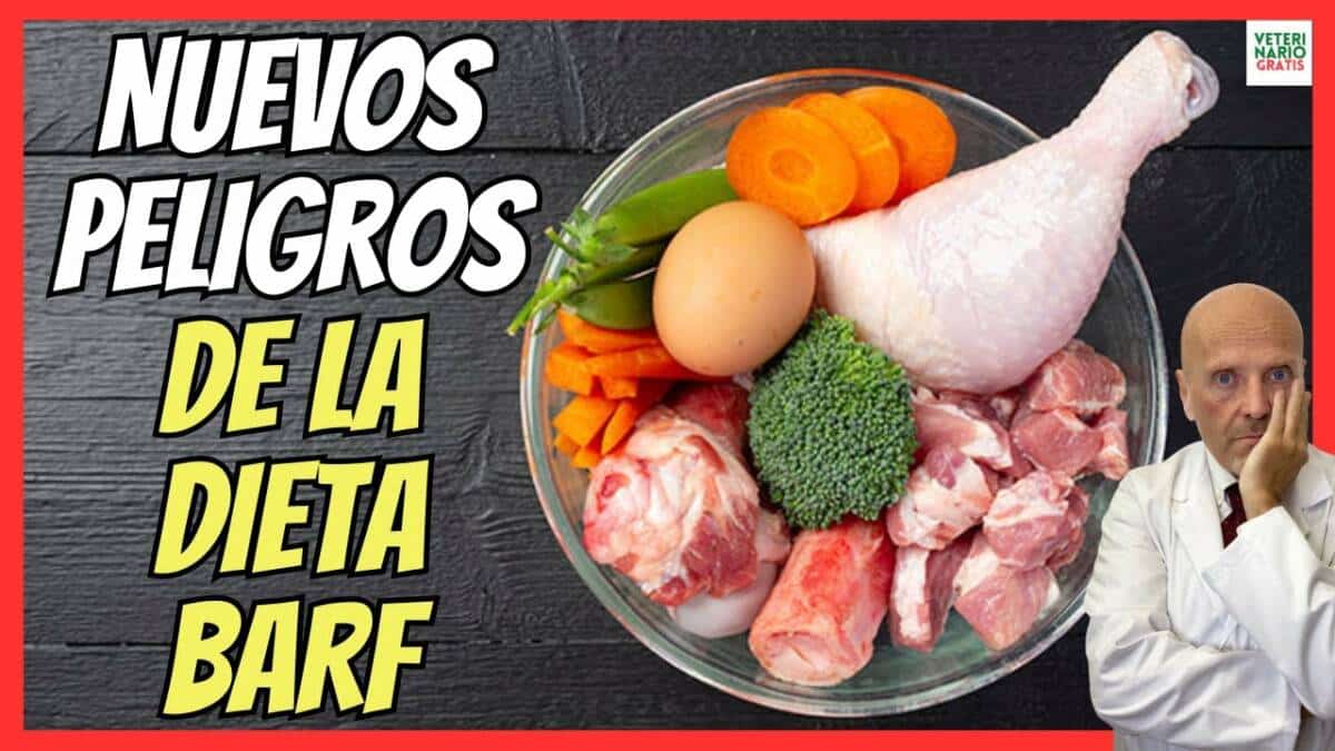 NUEVOS PELIGROS DE LA DIETA BARF RESISTENCIAS ANTIBIÓTICAS POR COMER CARNE CRUDA