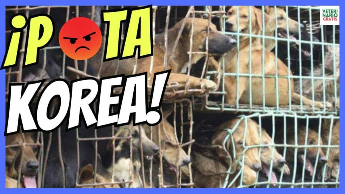 COREA PROHIBIRÁ LA CARNE DE PERRO Y LOS GRANJEROS AMENAZAN CON SOLTAR 2 MILLONES DE PERROS EN SEÚL