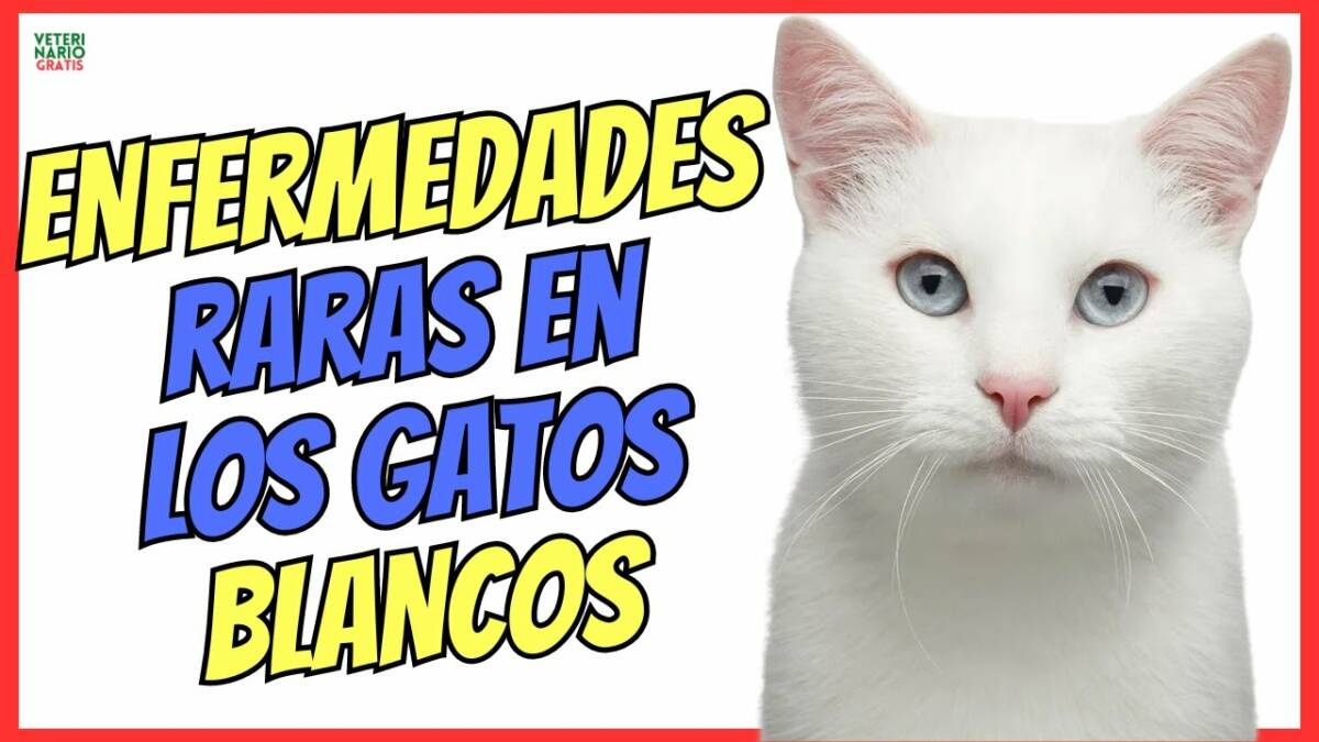 ENFERMEDADES EN LOS GATOS BLANCOS ATENCIÓN A SU CÁNCER ESPECÍFICO