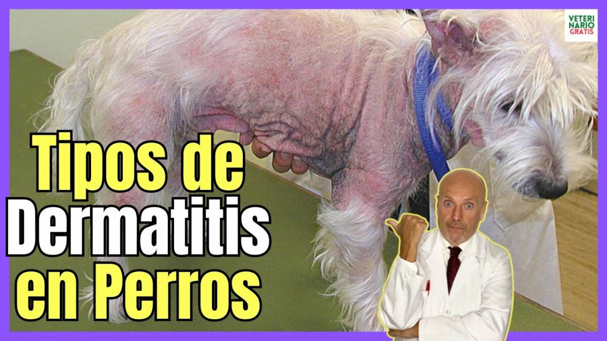 TIPOS DE DERMATITIS EN PERROS