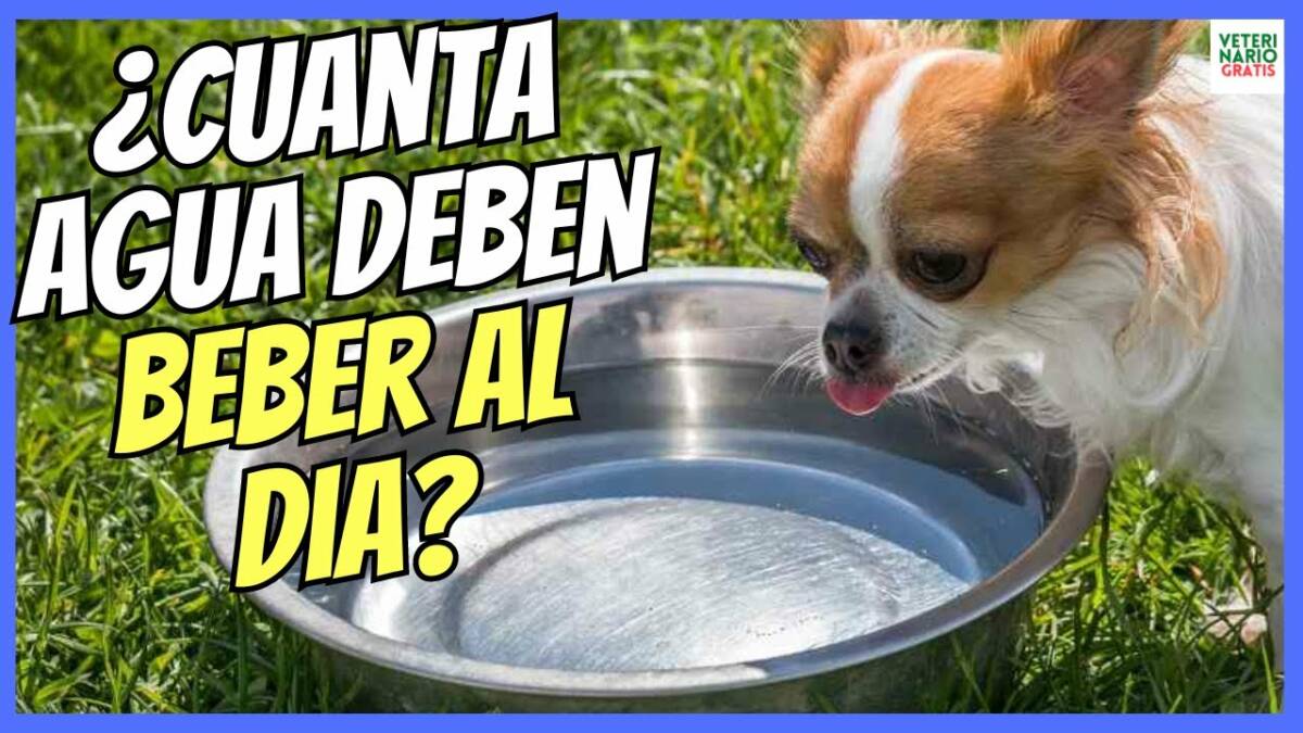 Cuanta agua debe beber un perro al día y cuidado