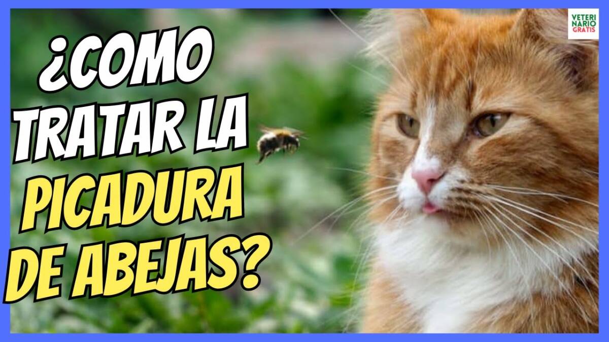 ¿CÓMO TRATAR LA PICADURA DE ABEJA EN GATOS?