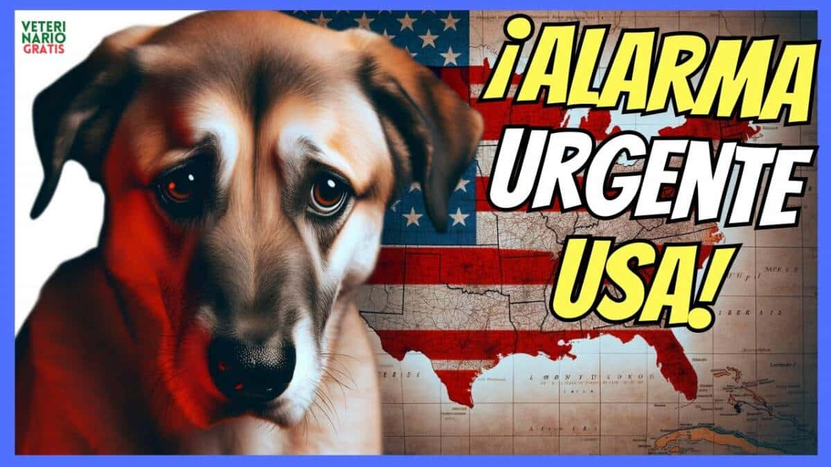 MISTERIOSA ENFERMEDAD ESTÁ ACABANDO CON MUCHOS PERROS EN LOS USA