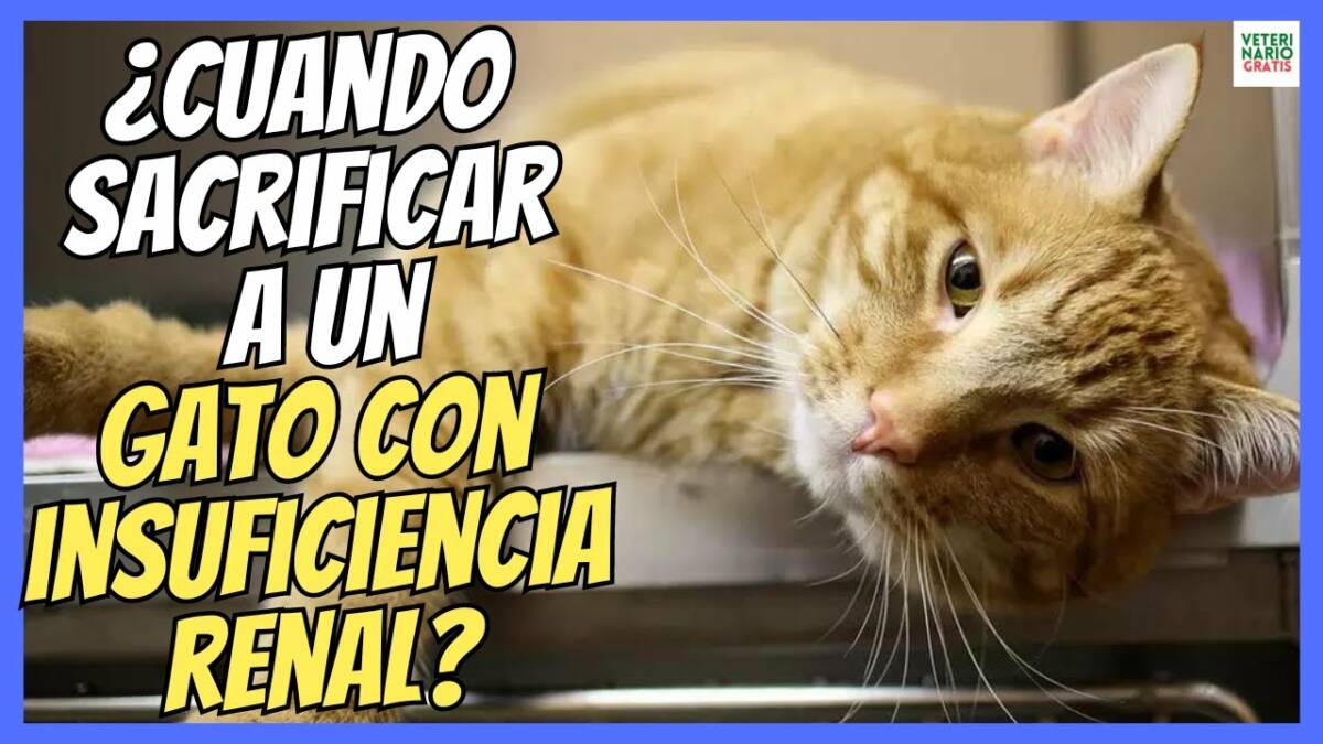 ¿CUÁNDO SACRIFICAR A UN GATO CON INSUFICIENCIA RENAL?